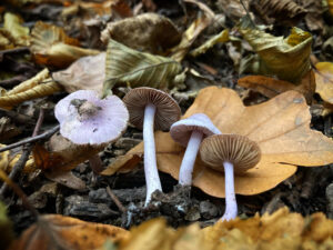 Lila susulyka - Inocybe lilacina
