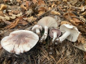 Vörösfoltos csigagomba - Hygrophorus russula