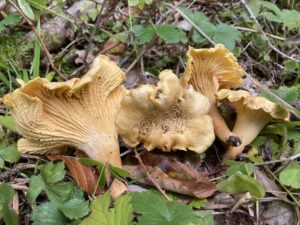 Ibolyás rókagomba - Cantharellus amethysteus
