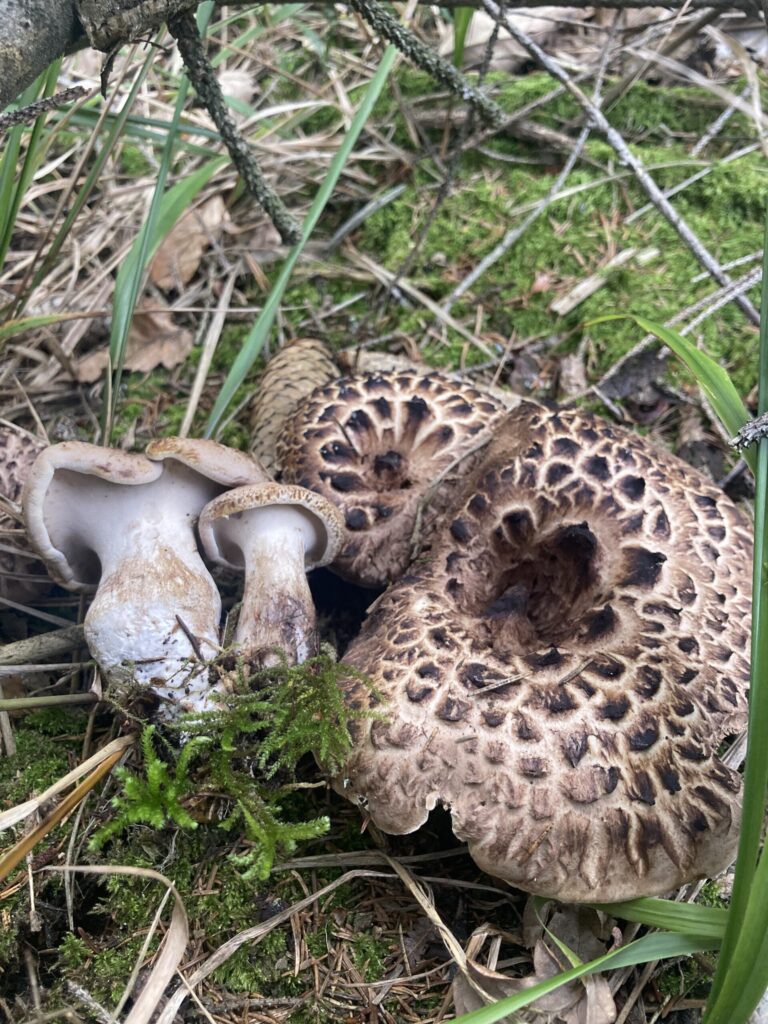 Cserepes gereben - Sarcodon imbricatus