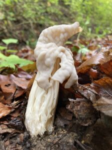 Fodros papsapkagomba - Helvella crispa