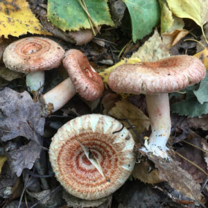 Nyírfa-szőrgomba - Lactarius torminosus