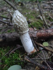 Erdei szömörcsög - Phallus impudicus
