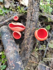 Osztrák csészegomba - Sarcoscypha austriaca