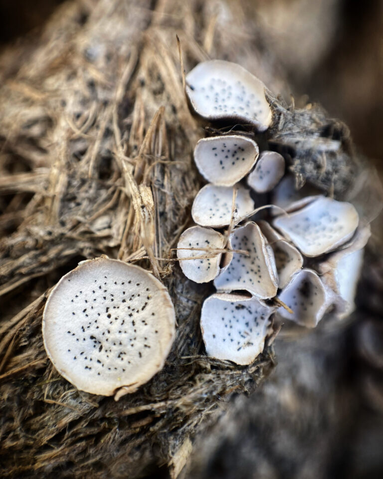 Pontozott szitagomba - Poronia punctata