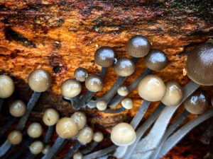 Mycena tintinnabulum