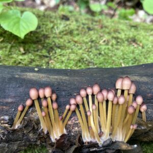 Sárgástönkű kígyógomba - Mycena renati