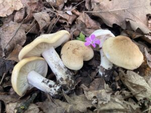 Májusi pereszke - Calocybe gambosa