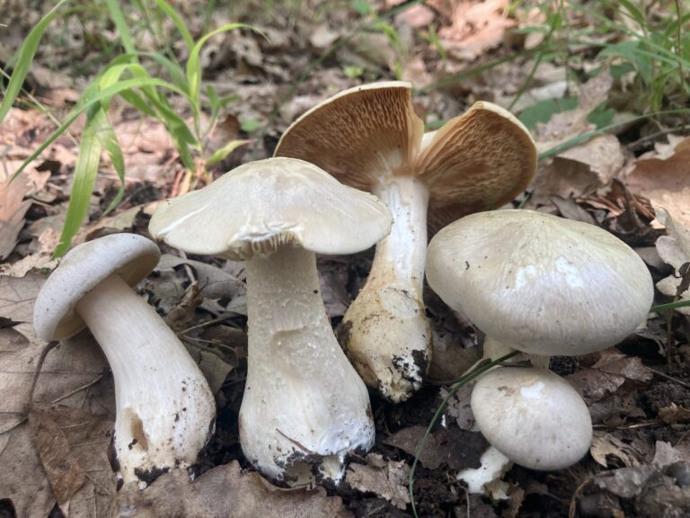 Nagy döggomba - Entoloma sinuatum