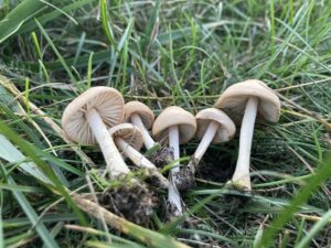 Mezei szegfűgomba - Marasmius oreades