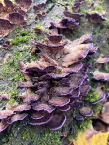 Lilaszegélyű egyretűtapló - Trichaptum biforme