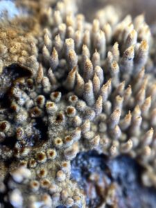 Tomentella crinalis