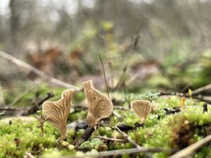 Karájos mohagomba - Arrhenia spathulata