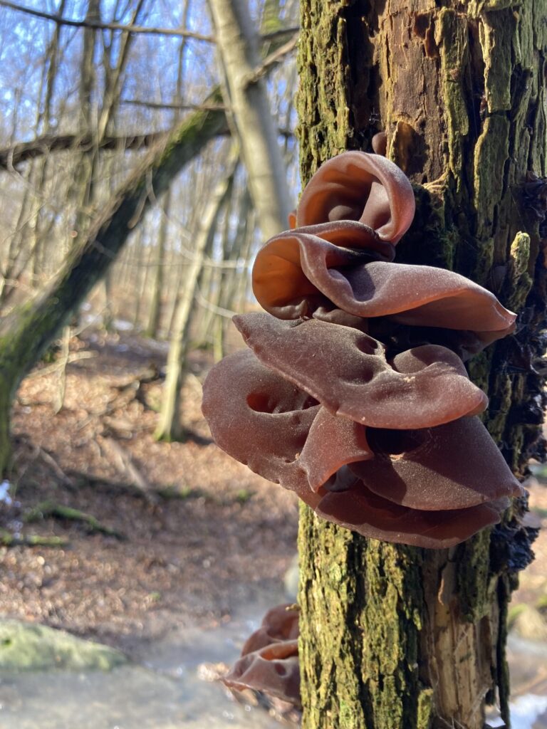 Fafülgomba - Auricularia auricula-judae