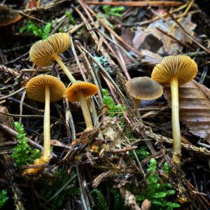 Narancsszegélyű kígyógomba - Mycena aurantiomarginata