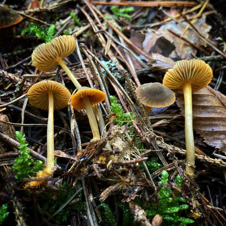 Narancsszegélyű kígyógomba - Mycena aurantiomarginata