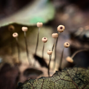 Feketeközepű szegfűgomba - Marasmius bulliardii