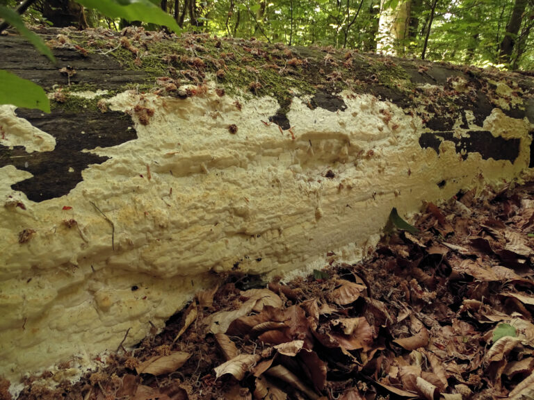 Yuchengia narymica