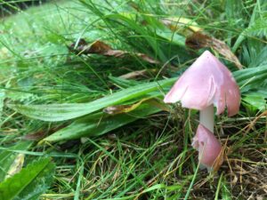 Rózsaszínű nedűgomba - Porpolomopsis calyptriformis