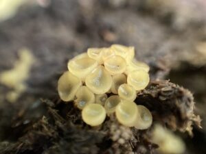 Fehérpelyhes mákoscsészegomba - Ascobolus furfuraceus