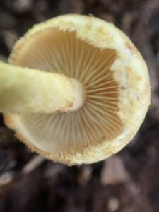 Pholiota tuberculosa