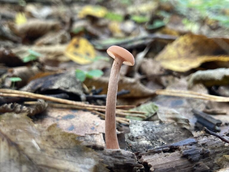 Húsbarna pénzecskegomba - Laccaria laccata