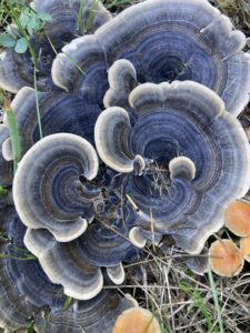 Lepketapló - Trametes versicolor