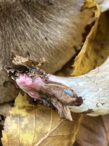 Bíbortövű pereszke - Tricholoma basirubens