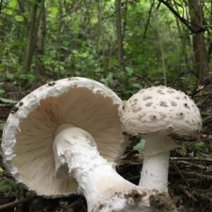 Cafrangos galóca - Amanita strobiliformis