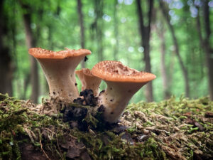 Pisztricgomba - Cerioporus squamosus