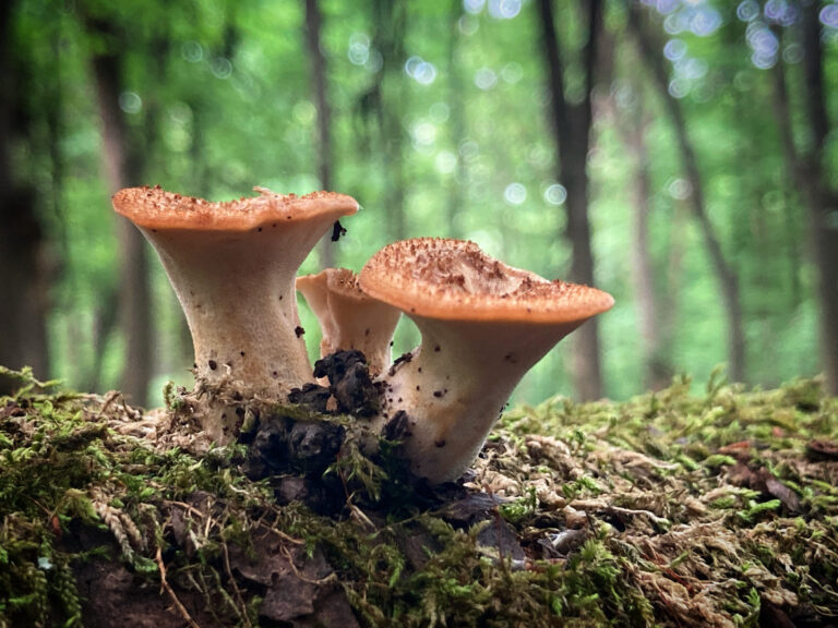 Pisztricgomba - Cerioporus squamosus