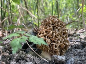 Ízletes kucsmagomba - Morchella esculenta