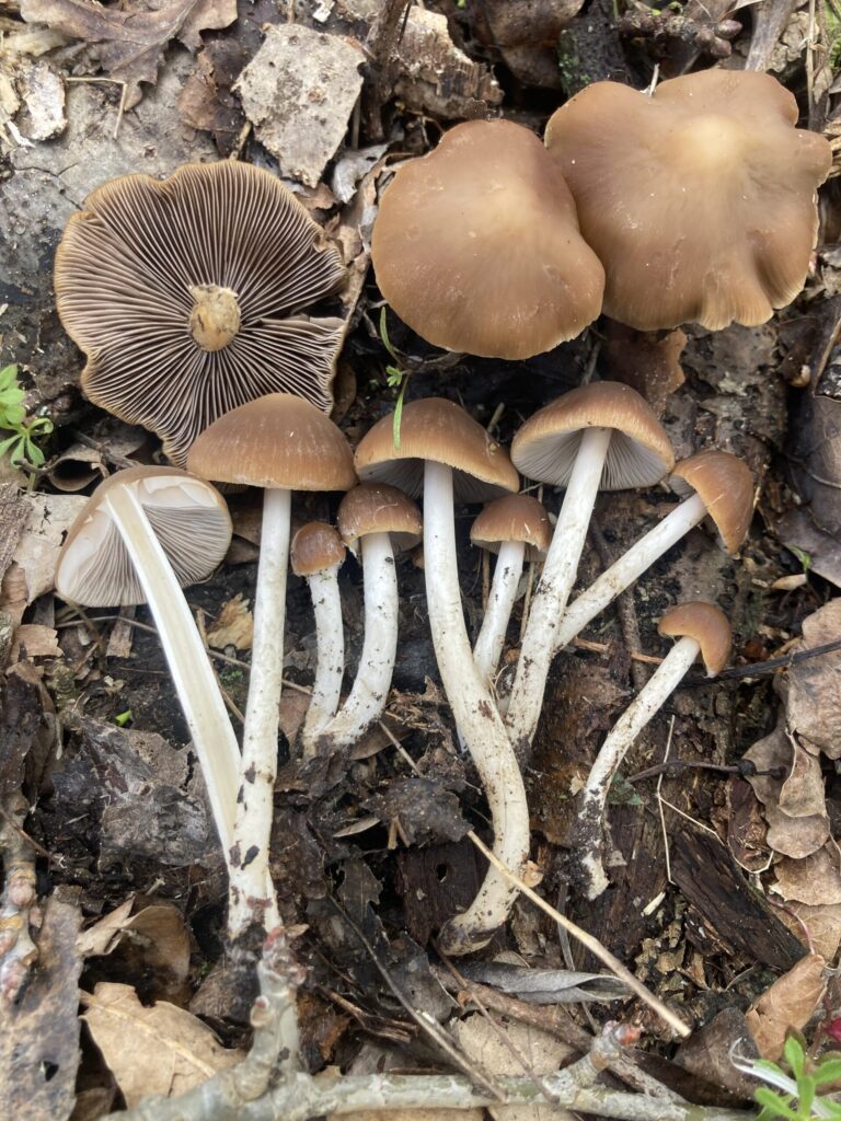 Korai porhanyósgomba - Psathyrella spadiceogrisea