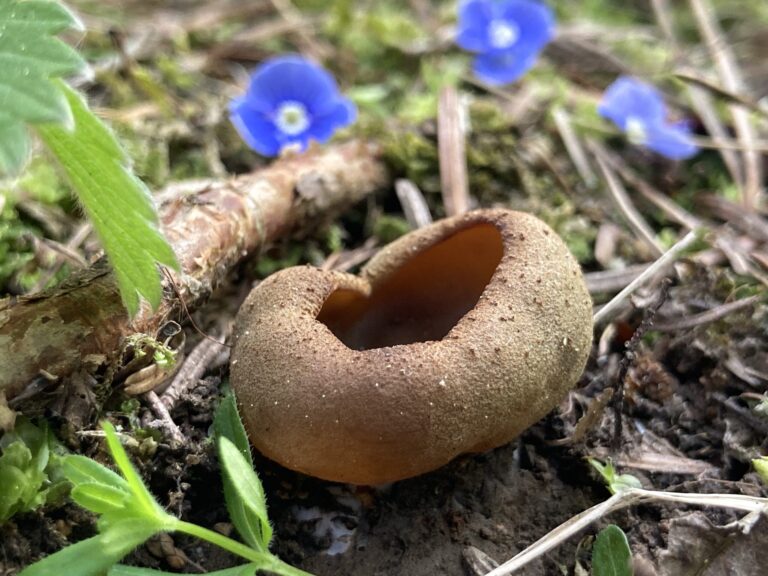 Sötétbarna csészegomba - Phylloscypha phyllogena
