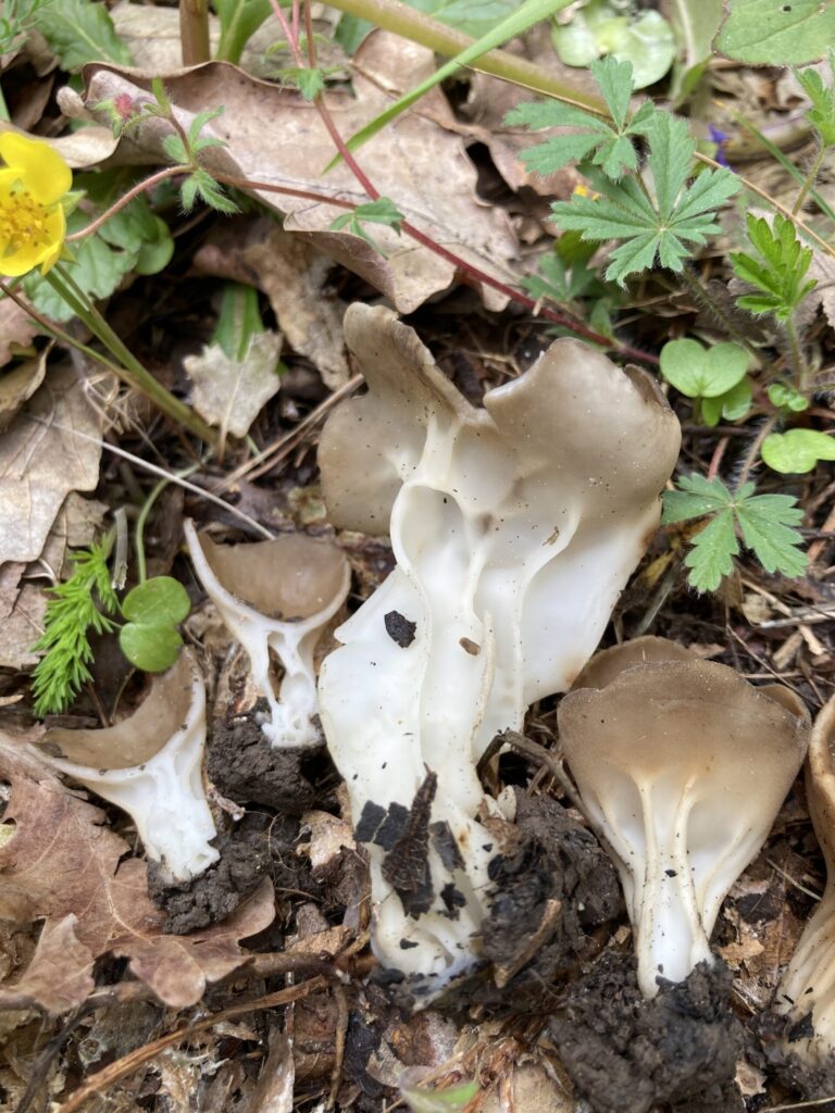 Bordás serleggomba - Helvella acetabulum
