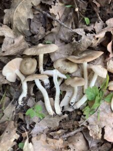 Tövisaljagomba - Entoloma clypeatum