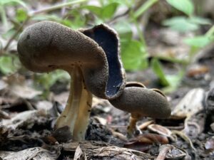 Kormos papsapkagomba - Helvella solitaria