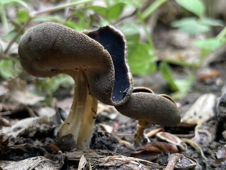 Kormos papsapkagomba - Helvella solitaria