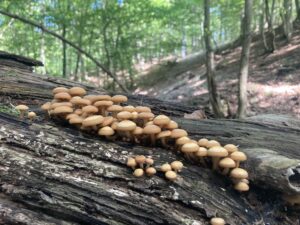 Ízletes tőkegomba - Kuehneromyces mutabilis