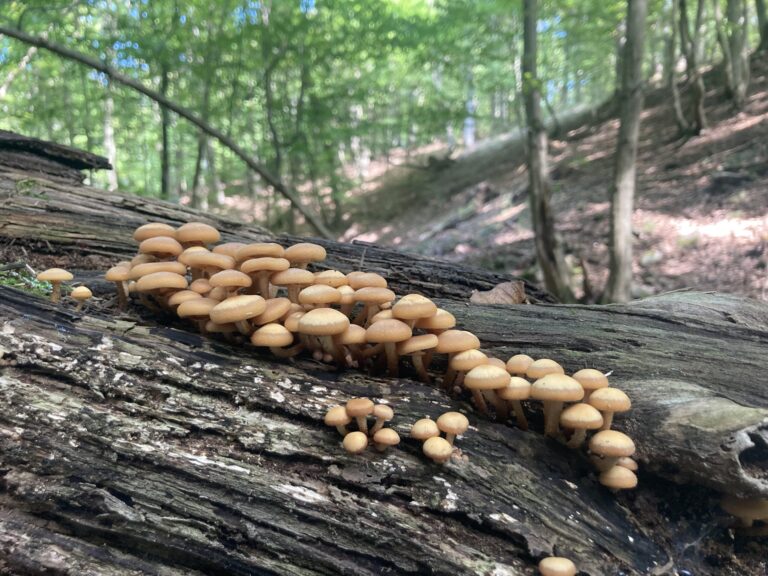 Ízletes tőkegomba - Kuehneromyces mutabilis