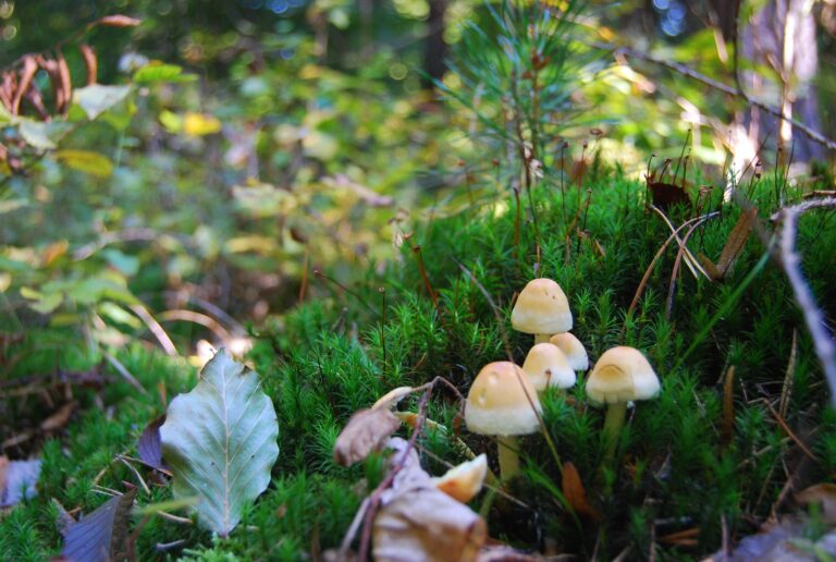 Sárga kénvirággomba - Hypholoma fasciculare