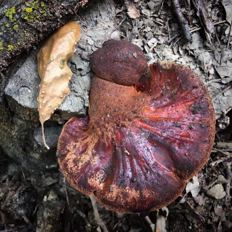 Májgomba - Fistulina hepatica