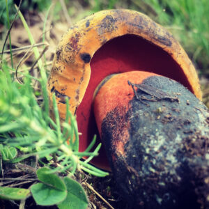 Céklatinóru - Neoboletus xanthopus