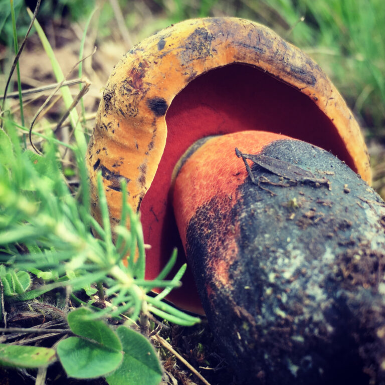 Céklatinóru - Neoboletus xanthopus