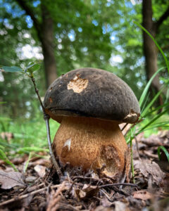 Bronzos Vargánya - Boletus aereus
