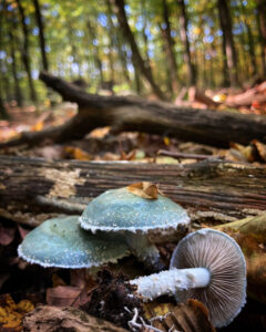 Zöldeskék harmatgomba - Stropharia caerulea