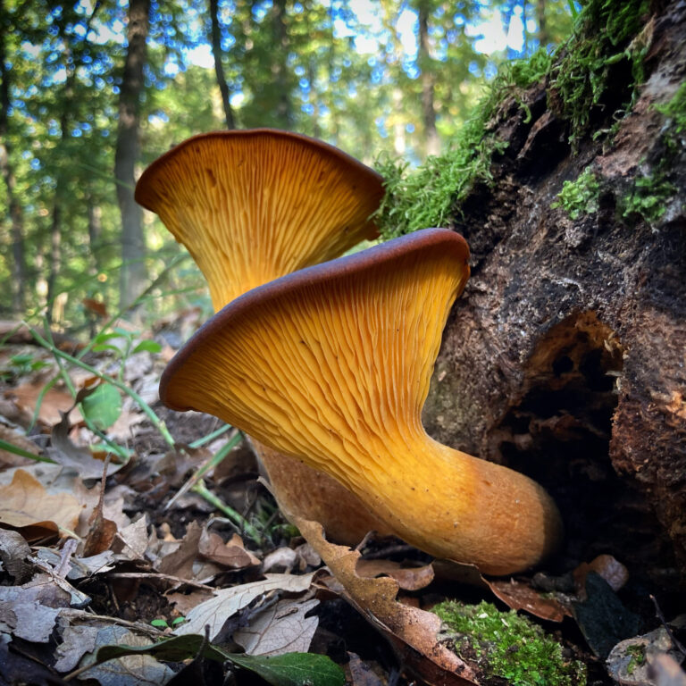 Világító tölcsérgomba - Omphalotus olearius