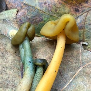 Zöld csuklyásgomba - Leotia lubrica
