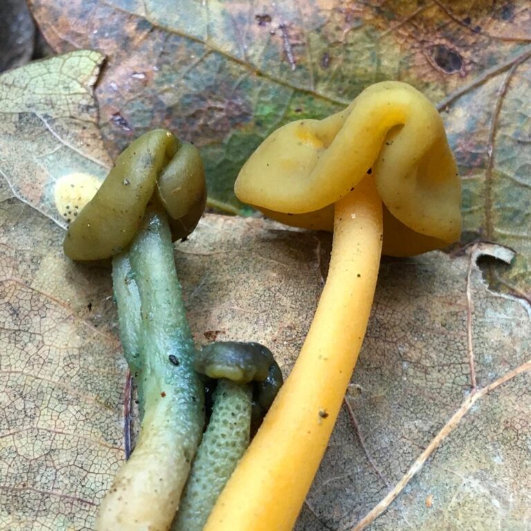 Zöld csuklyásgomba - Leotia lubrica