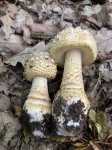 Érdes Galóca - Amanita franchetii